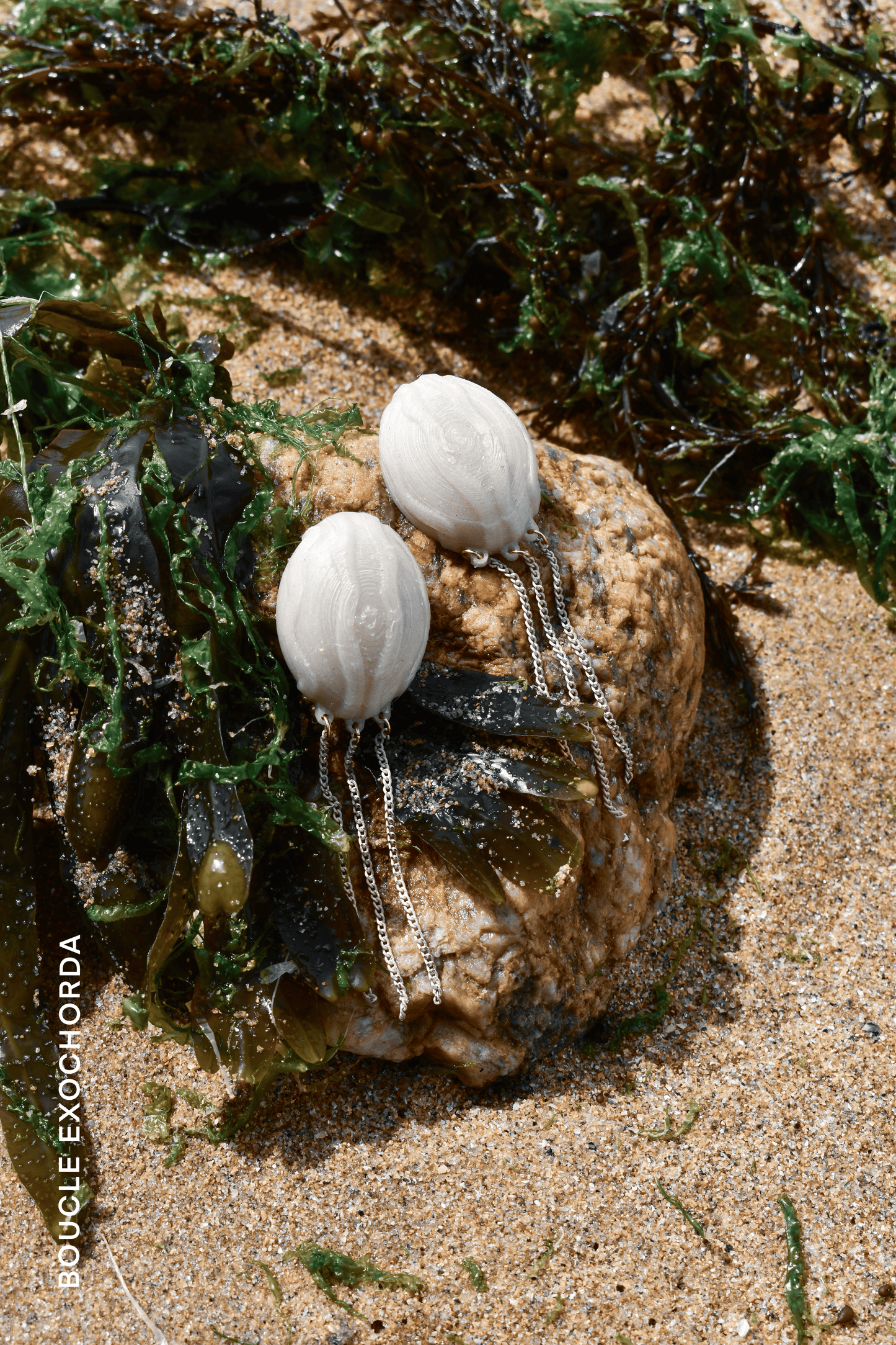 EXOCHORDA